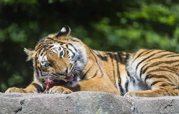Picture cat, tiger, predator, meat, eating, Amur, ©Tambako The Jaguar