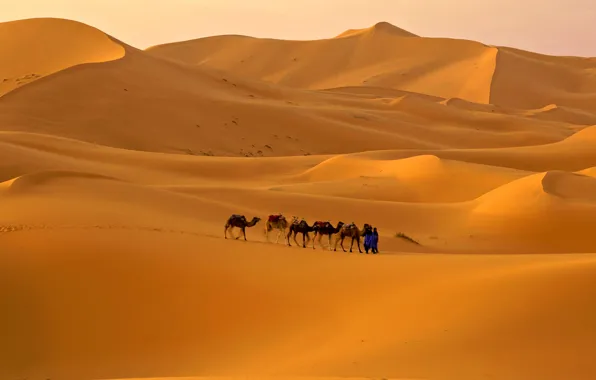 Picture sand, the sky, desert, barkhan, camel, caravan
