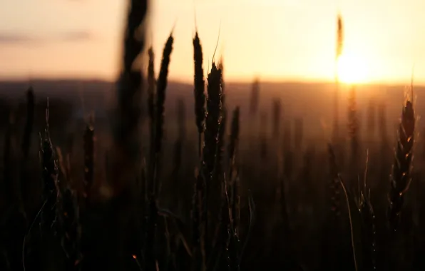 Picture wheat, field, the sky, the sun, macro, sunset, nature, background, widescreen, Wallpaper, rye, spikelets, wallpaper, …