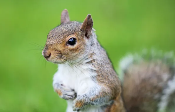 Picture look, green, background, muzzle, Protein, rodent, squirrel