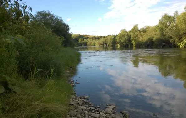 Picture river, Forest, Carpathians