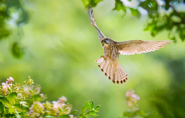 Picture flowers, bird, wings, feathers, flight, Falcon, Common Kestrel