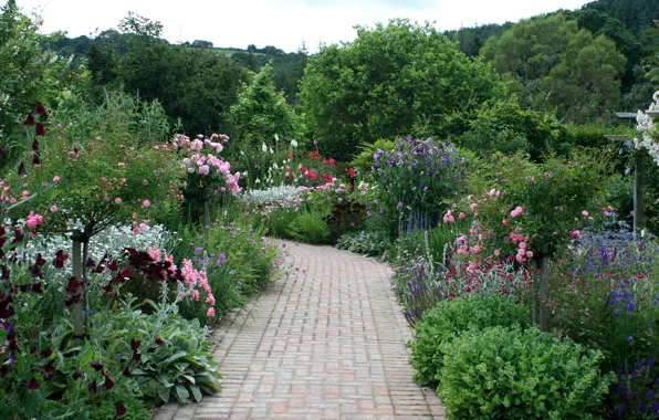 Picture trees, flowers, garden, track, UK, the bushes, Rosemoor Rose Garden