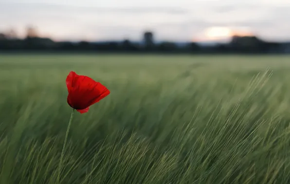 Picture field, flower, grass, red, nature