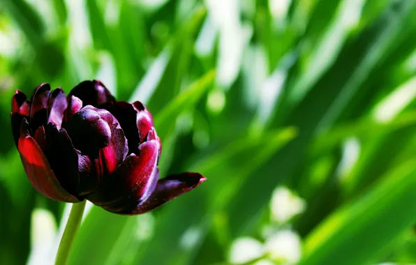 Picture Tulip, among the greenery, maroon