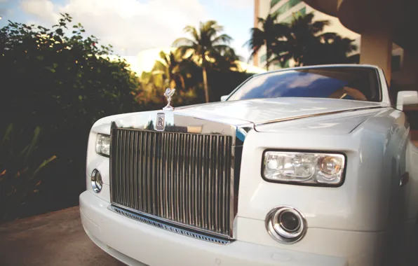 Picture car, palm trees, rolls royce, white, the front, phantom, luxury, exotic