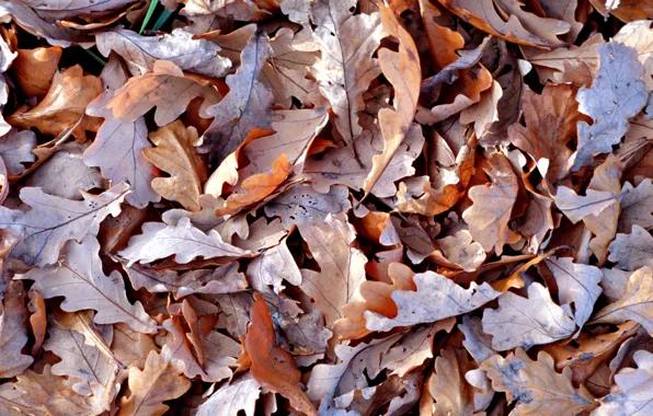 Picture autumn, Leaves, dry, brown Wallpapers (photos, image)