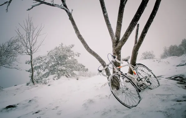 Picture winter, snow, bike, tree