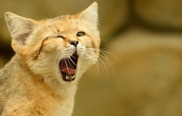 Picture language, cat, look, yawns, sandy the cat, sand cat, sand cat