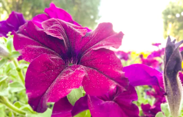Picture macro, Flowers, purple flower