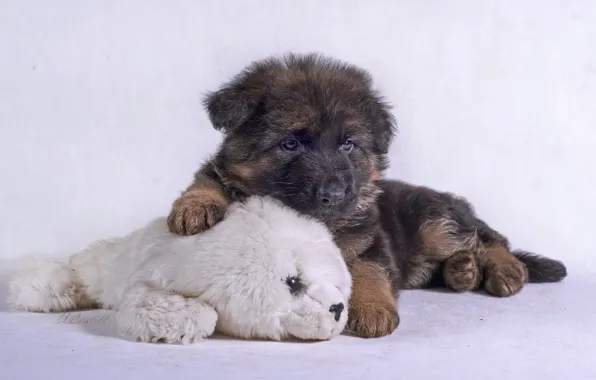 Picture toy, puppy, shepherd, German