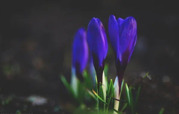 Picture purple, flowers, green, earth, three, Crocuses