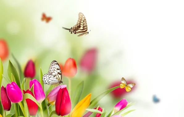 Picture butterfly, flowers, spring, blur, tulips