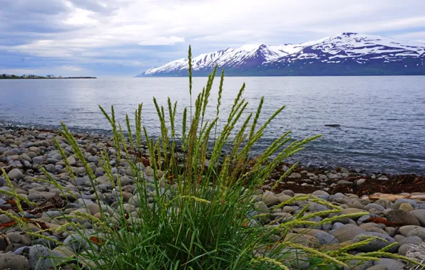 Picture grass, mountains, stones, shore, glacier, Iceland, away