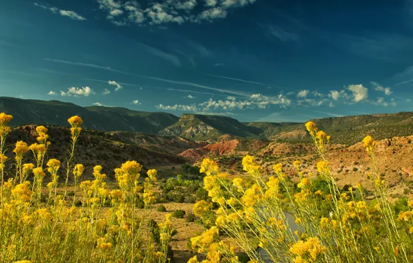 Picture the sky, the sun, flowers, mountains, river, yellow, valley, USA, closeup, New Mexico, Abiquiu