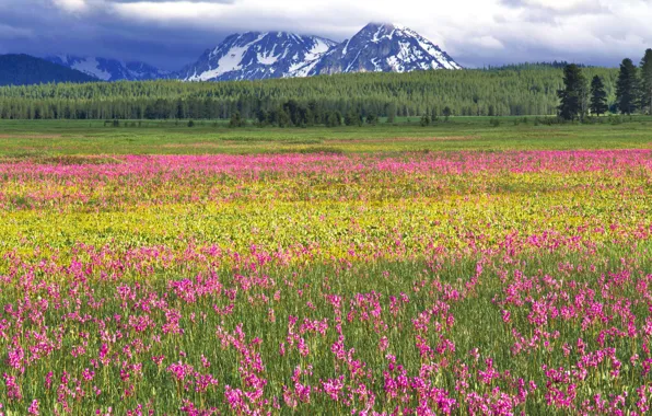 Picture forest, clouds, trees, flowers, mountains, bright, pink, Field, green, a lot