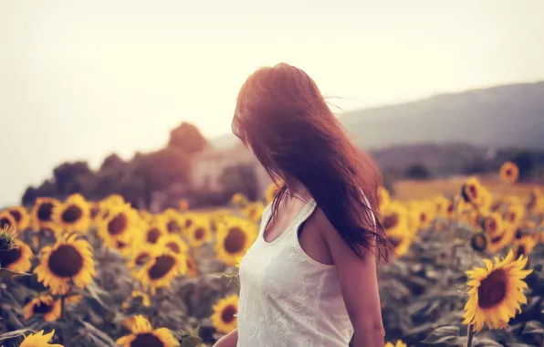 Picture field, sunflowers, pose, Girl