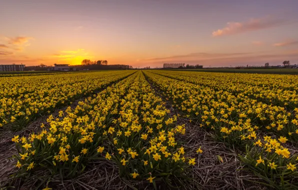 Picture field, sunset, sunset, daffodils, plantation, Netherlands, Fields