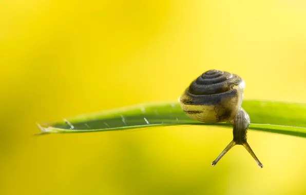 Picture background, snail, a blade of grass