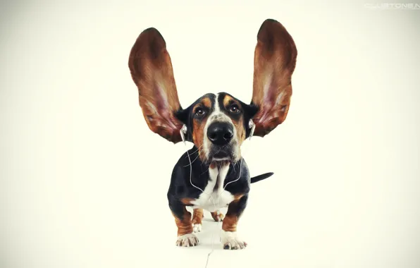 Picture dog, headphones, ears