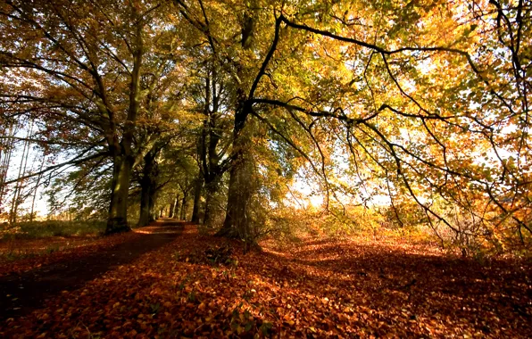 Picture autumn, trees, foliage, Nature, colors, track, falling leaves, trees, nature, autumn, leaves, path, fall