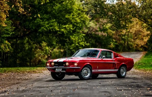 Picture Ford, Shelby, GT500, Ford, Shelby, 1967, with LeMans stripes option