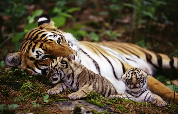 Picture animals, tiger, Wallpaper, the cubs