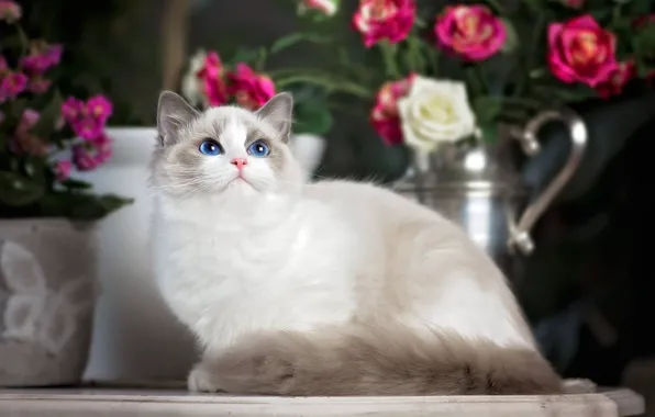 Picture cat, look, flowers, roses, blue eyes, Ragdoll