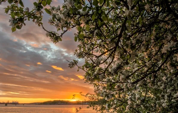 Picture sunset, branches, river, tree, Sweden, Apple, flowering, Sweden, The Göta Älv River, the river göta …