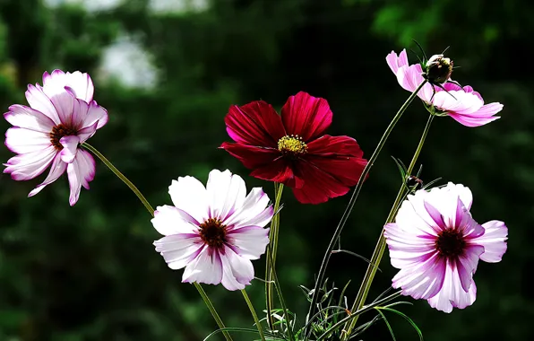 Picture flowers, red, background, kosmeya, pink and white