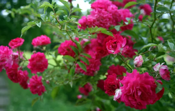 Picture flowers, pink, roses, green, small