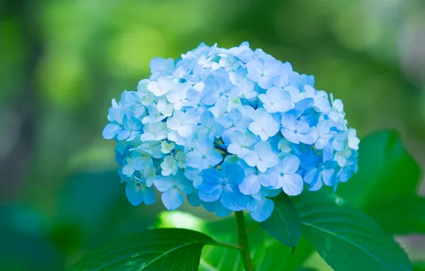 Picture petals, blue, flowers, flowers, blue, hydrangea, petals, splendor, hydrangea, splendor