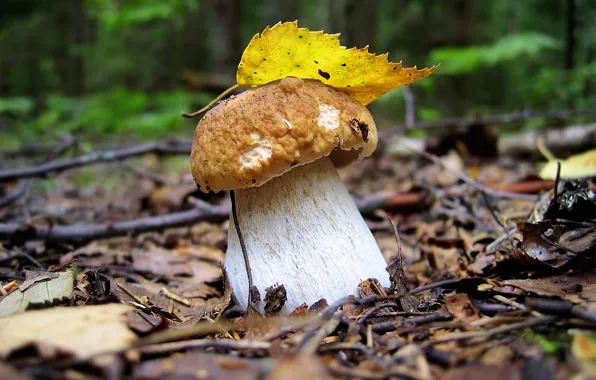 Picture autumn, forest, summer, landscape, sheet, mushroom, wallpaper, white mushroom