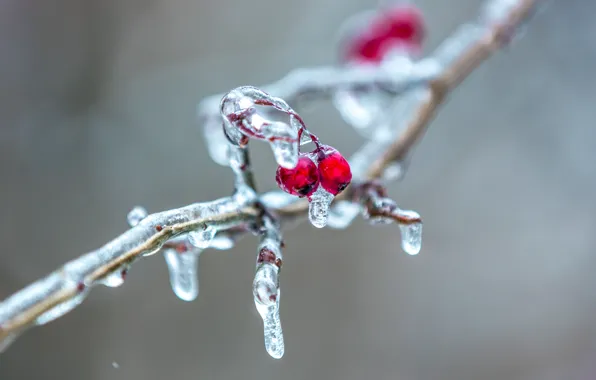Picture berries, ice, branch