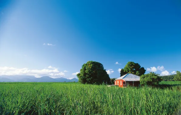 Picture field, the sky, house, Queensland, Sugar Cane Farm