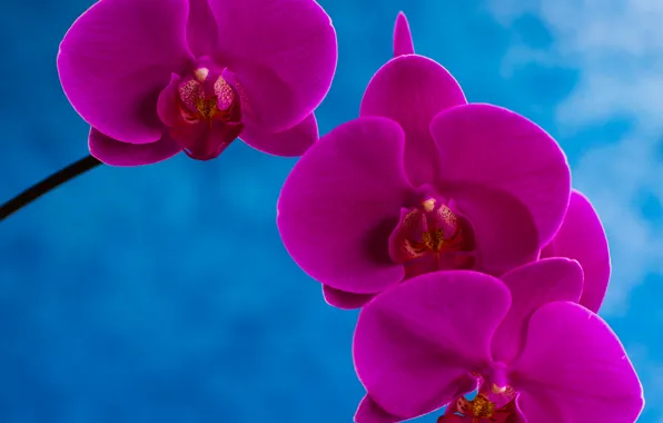 Picture macro, paint, petals, Orchid