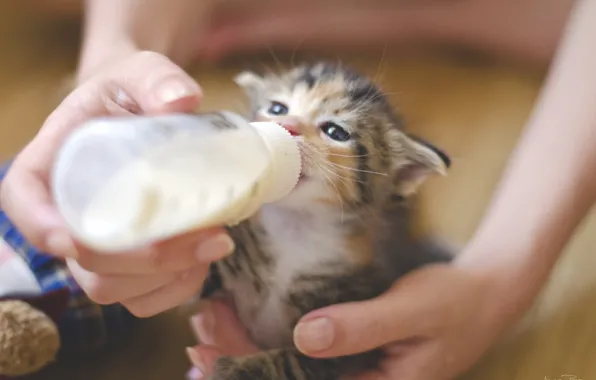 Picture girl, kitty, milk, bottle, feeds, by mooninherhair
