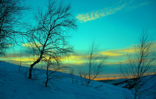 Picture winter, the sky, snow, sunset, the evening
