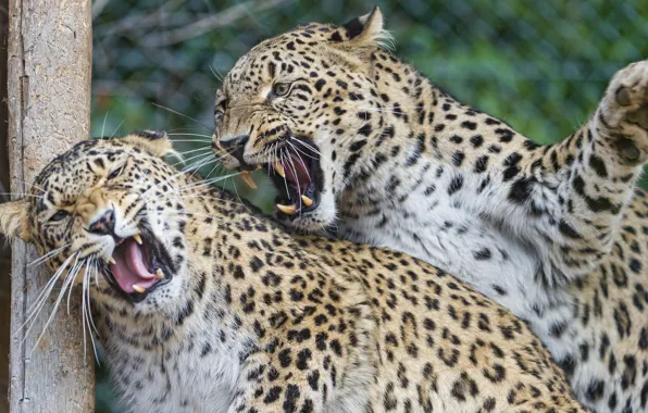 Picture cats, pair, fangs, grin, leopards, Persian, ©Tambako The Jaguar