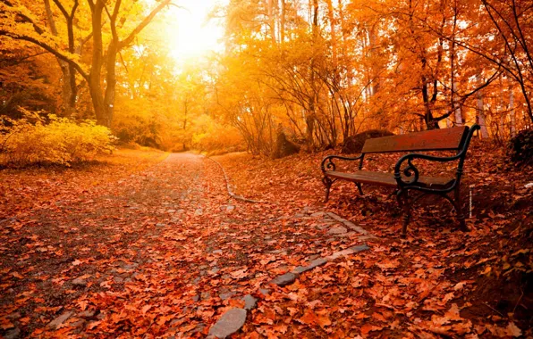 Picture relax, forest, trees, nature, park, beautiful, glow, autumn, leaves, rays, bench, lovely, nice, alley, path, …