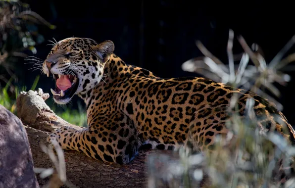 Picture cat, fangs, Jaguar
