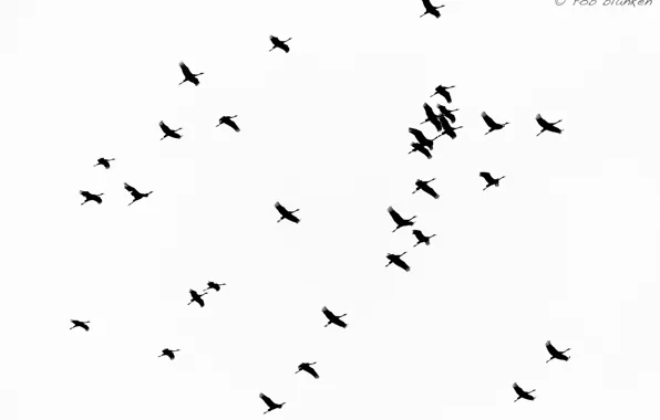 Picture the sky, birds, flight