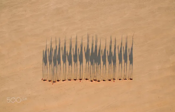 Picture desert, shadows, camels, caravan