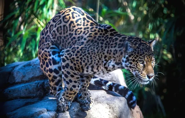 Picture predator, spot, Jaguar