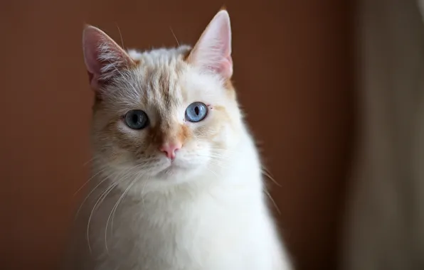 Picture cat, Koshak, a sad look