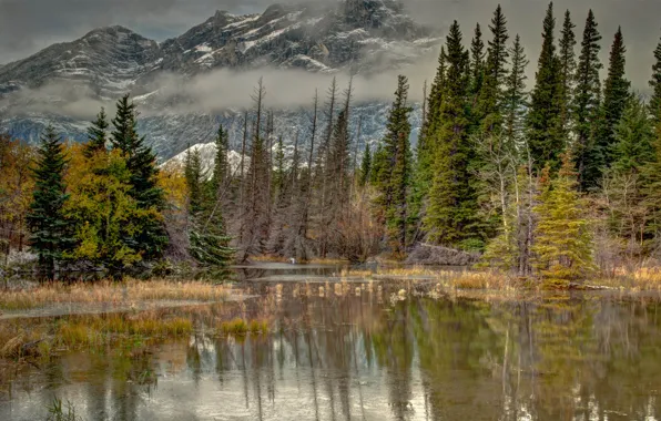 Picture autumn, water, trees, mountains, nature, fog, lake, pond, reflection, spruce