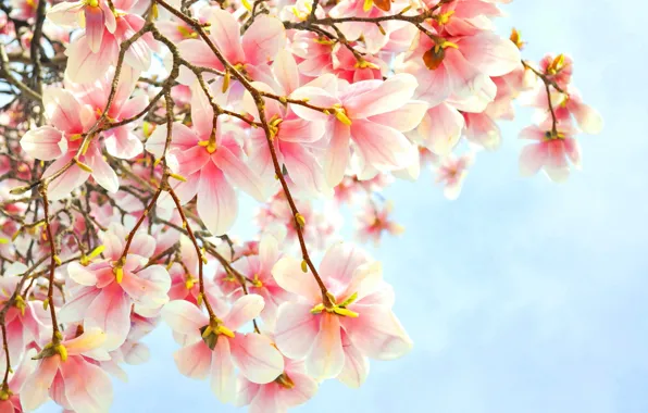 Picture flowers, branch, pink, Magnolia