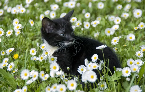 Picture cat, flowers, chamomile, cub, kitty
