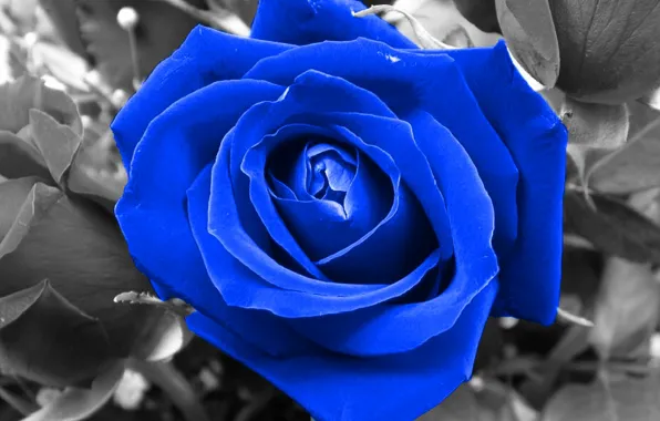 Picture flower, rose, blue