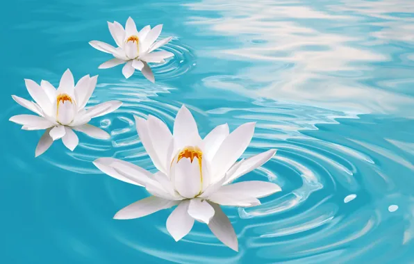Picture water, Lily, Lotus